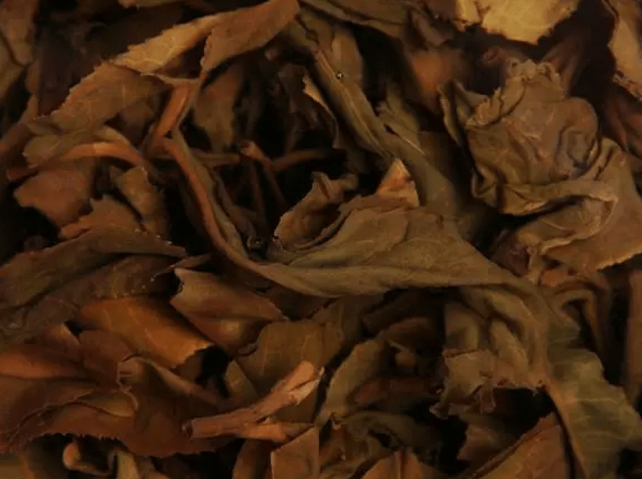 Brewed leaves of vintage raw pu erh with standard storage environment